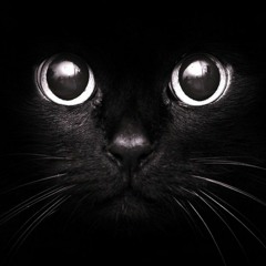 Chat noir