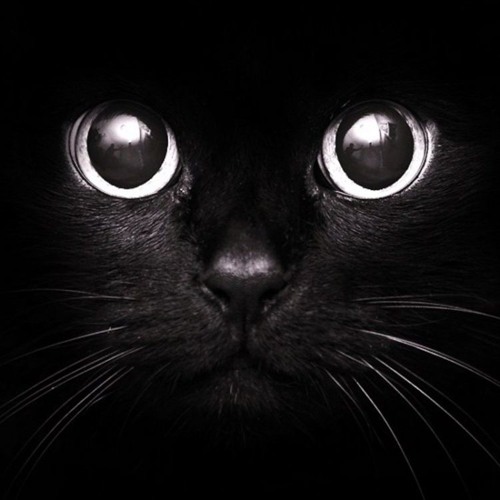 Chat noir