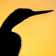 Natay Claw, Irvin King drumming.