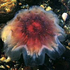 Time to wake up [ PREMIERE '17 ]