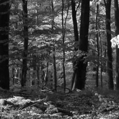 ES.ZET & Ratze @ Waldbeatnurfueruns 25.08.2017