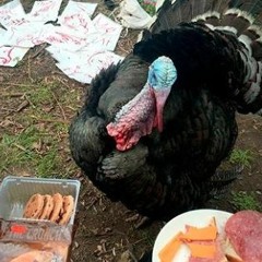 LOLA – Anna & The Kinks