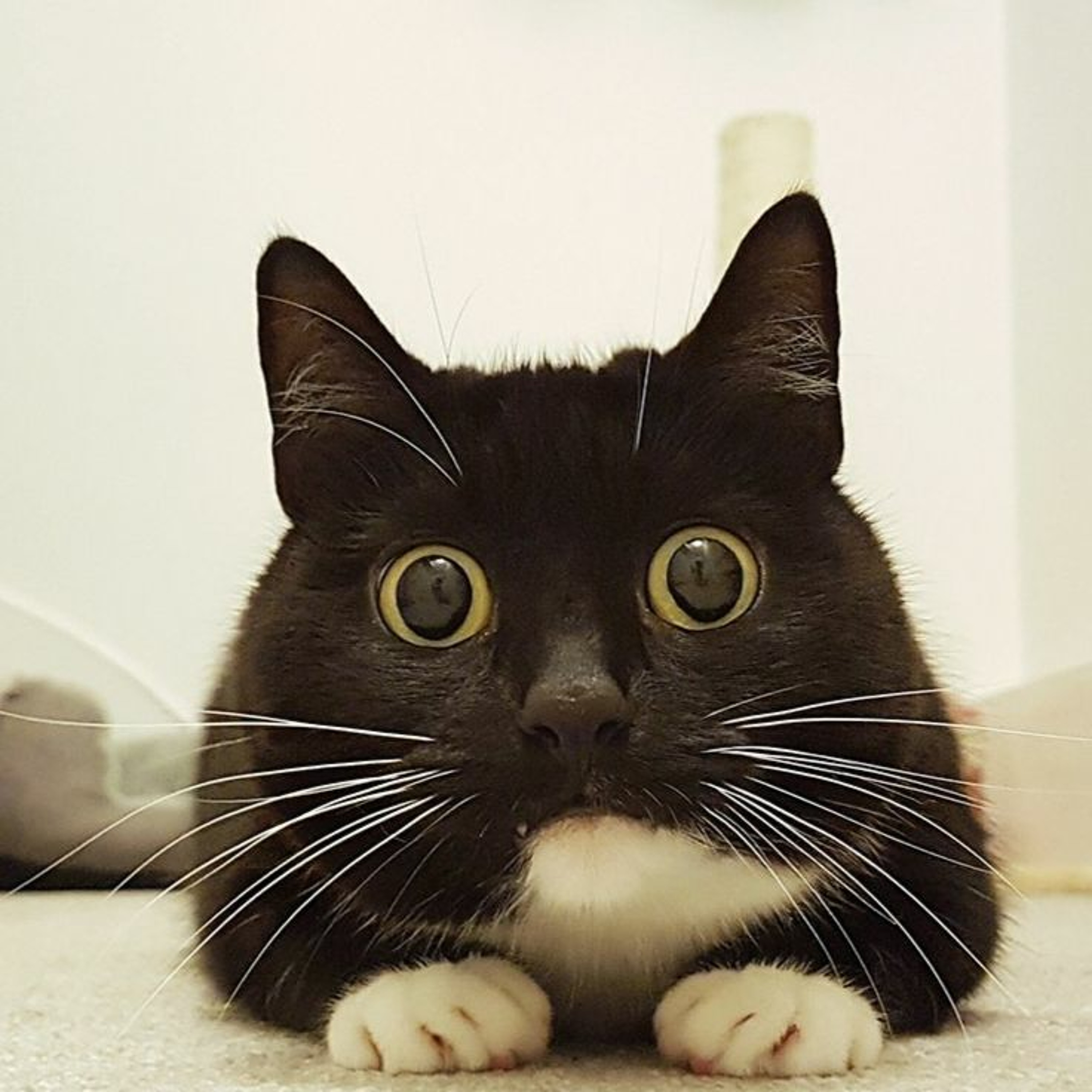 meatsock