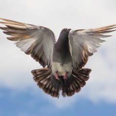 Escape with Aaristos