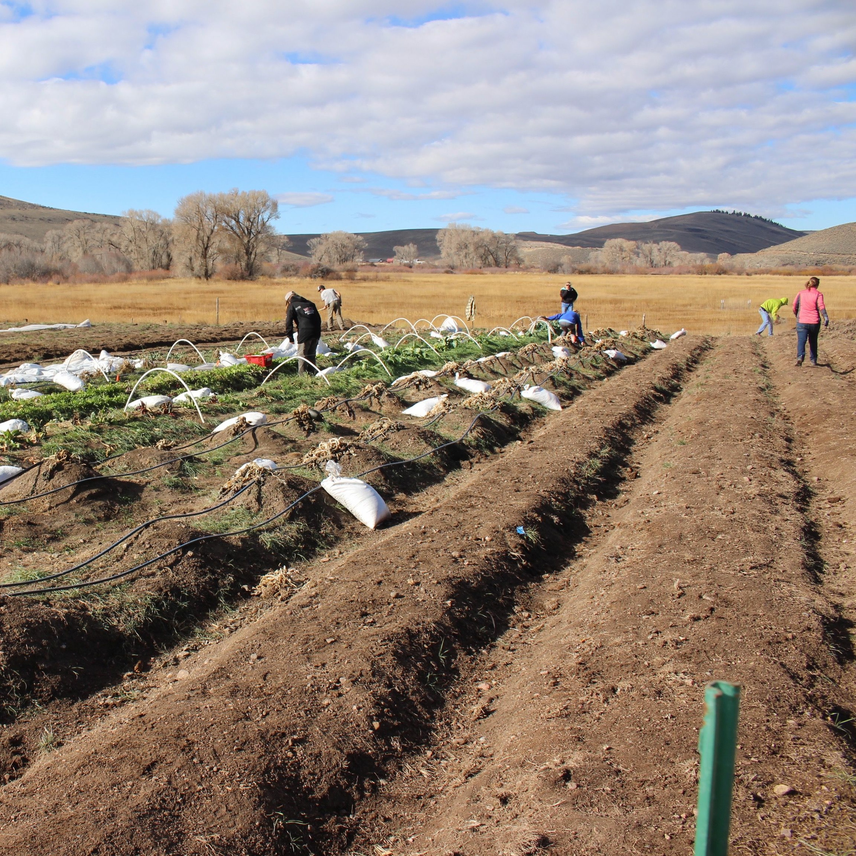Mountain Roots Community Farm at Coldharbor Ranch a Success in its First Year. episode artwork