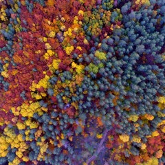 Deep Autumn - Michel Tutundjian