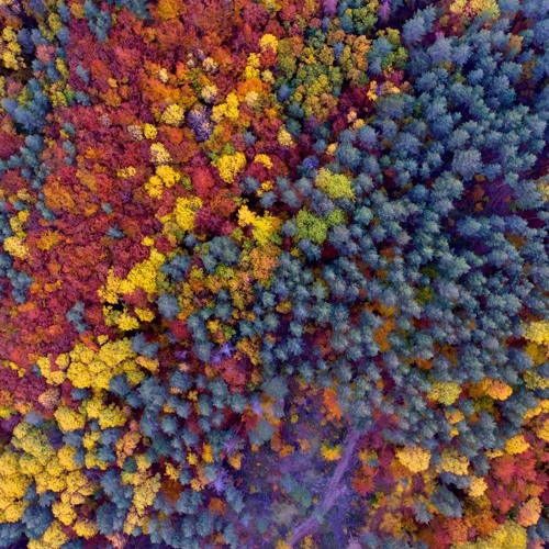 Deep Autumn - Michel Tutundjian