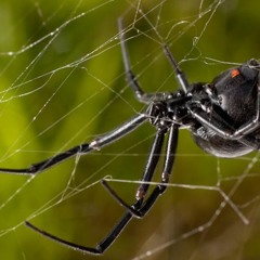 In Defense Of Spiders