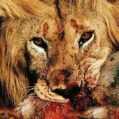 Say U Wanna Go to War