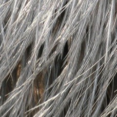 C/o Larsson(Maria Lindström/Mats Dimming): Trana