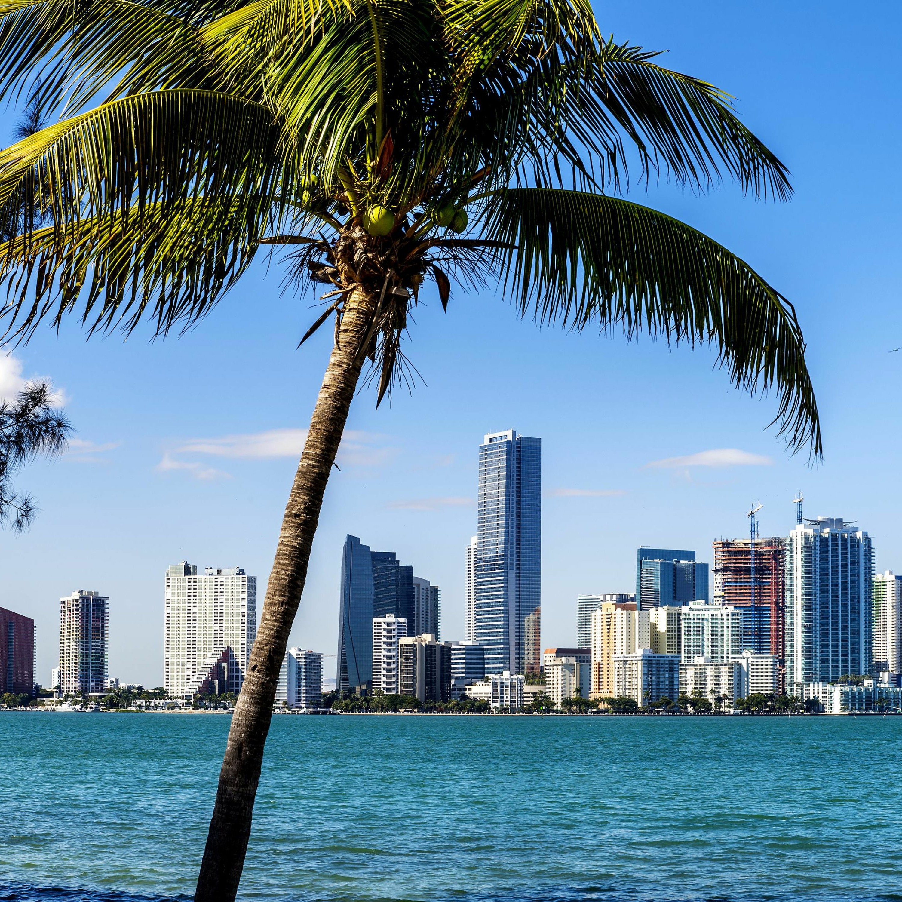 Miami episode artwork