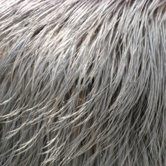 C/o Larsson(Maria Lindström/Mats Dimming): Ett