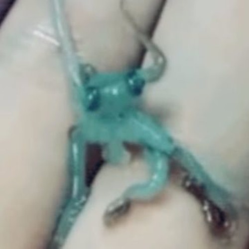 Vlog D'un Poulpe - 00 - Une Grande Decision par Lapinchien