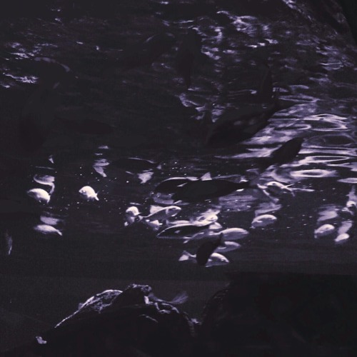 Slow Wave