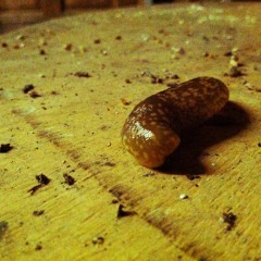 Animal vegetable pop music