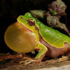 I'm A Frog Dad [Gerard Way]