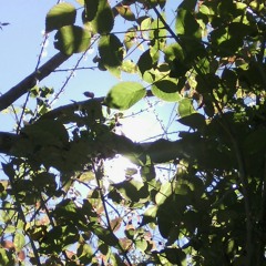 Si adelita se fuera con otro