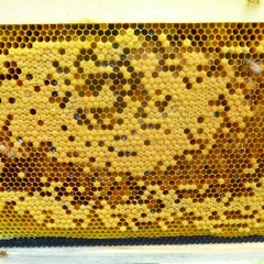 Beehive (disquiet0304)