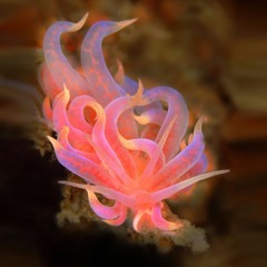 Phyllodesmium Poindimiei