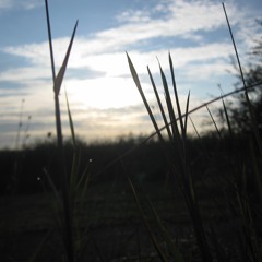 Muurahaisten Muuttopäivä