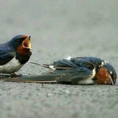 وَقال: دعُوها، ما تزالُ حزينةَ أبدًا- بينَ عُمَر بن الخطّاب والخنْسَاء