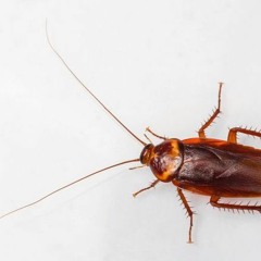 Roaches Beer Punk Rock