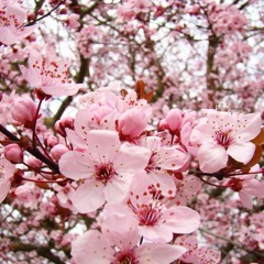 Dreaming in Roses~ ♥