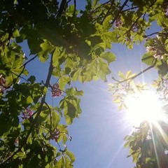 Kort åndehulsmeditation (mindfulness)