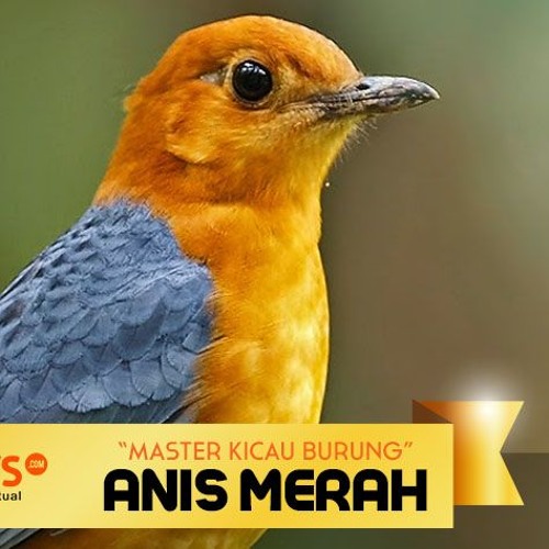 Master Kicau Burung Anis Merah By Hobinews Com On Soundcloud