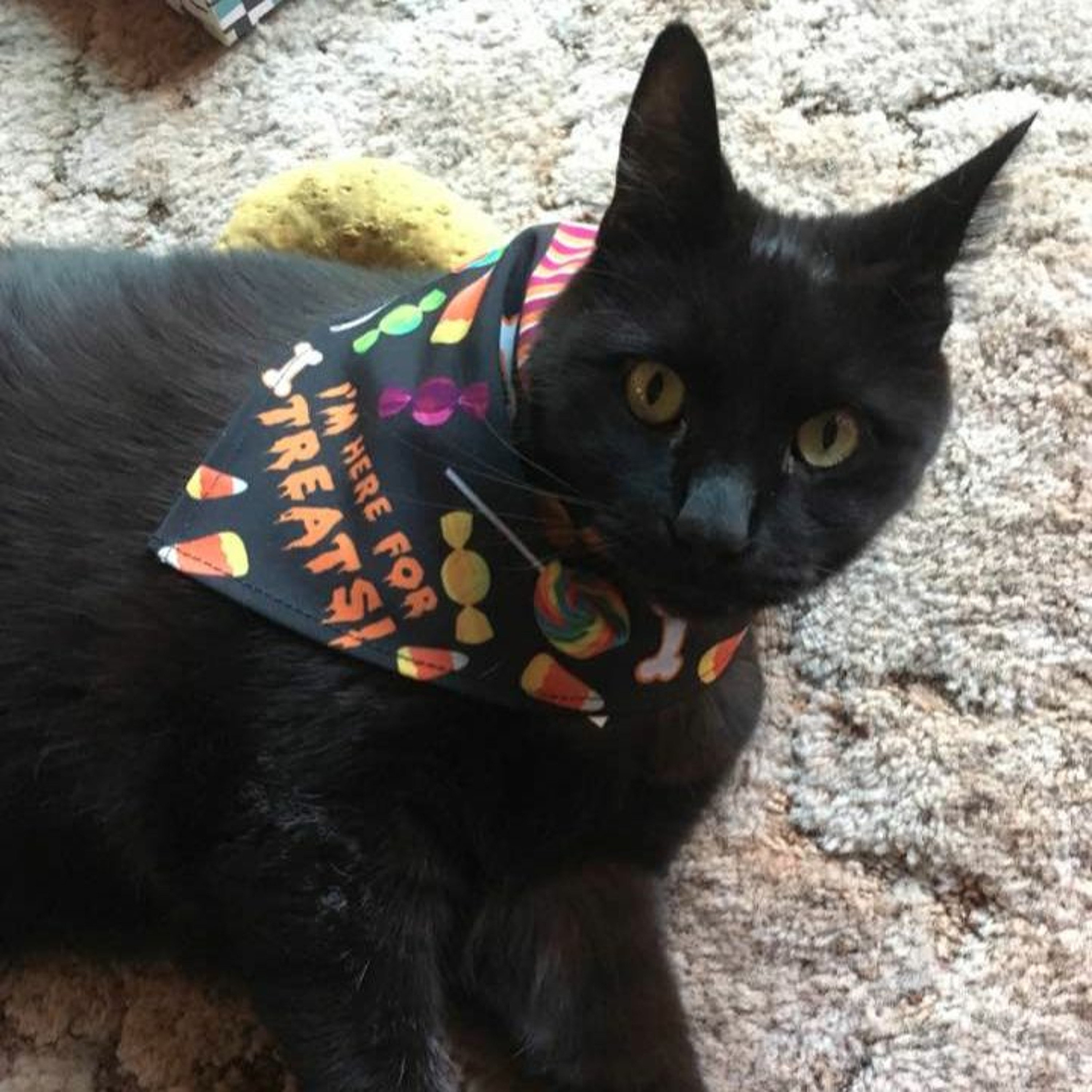 Cat Disgusted