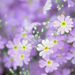 Week 4 of Oct.2017＿Recommend Set (Various artists)