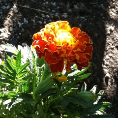 Aum Shanti Aum - Play My Heart