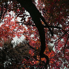 05 - « Chronos » - L’arbre, la forêt et le temps (extrait)