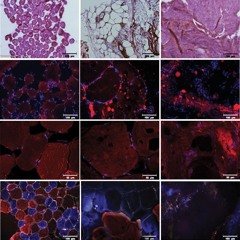 Interviews with Outstanding Authors