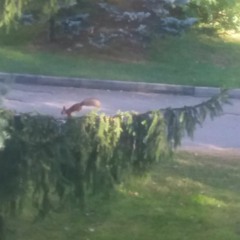 64MULA -ESCAPE WEDNESDAY