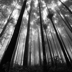 ImLosigMyMindSlowlySmokingOnThisPoundOfKush