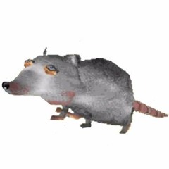 Rats Birthday Remix