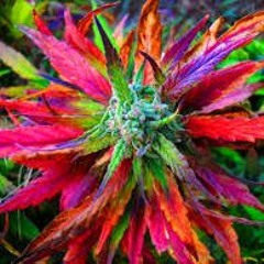 ARIMAKER DIT ELL ME 2017