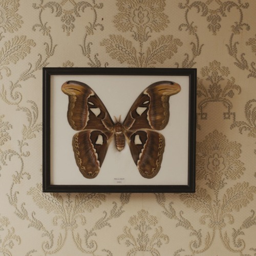 Papillon