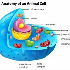 Animal Cell Rap