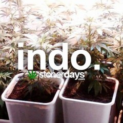 INDO