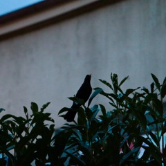 Guitharp feat. Speakerine