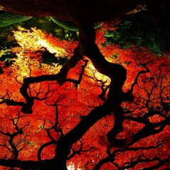 Where Are The Leaves