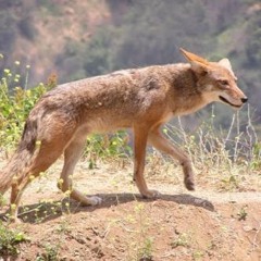 COYOTE DESERTICO Y SERPIENTE CASCABEL