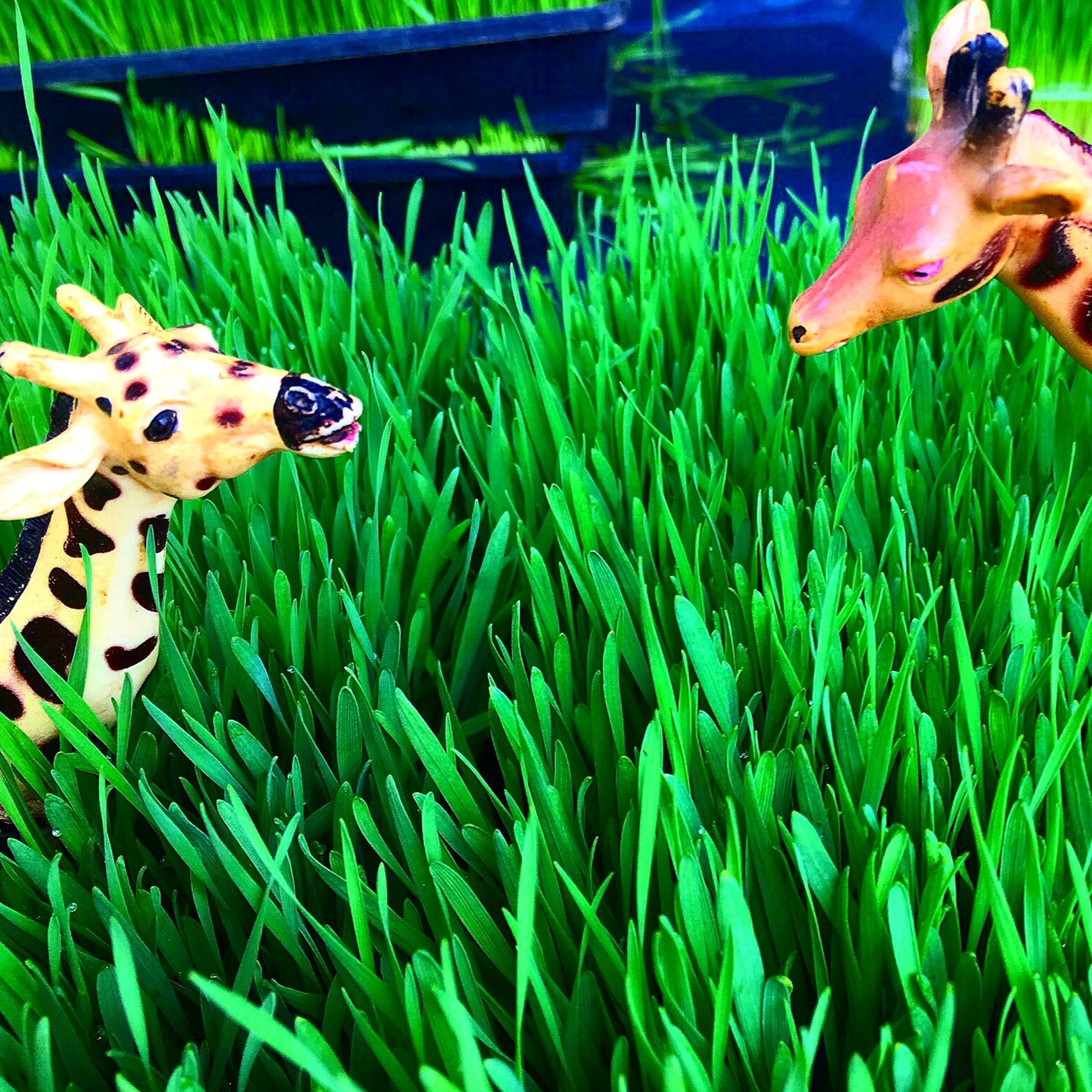 Wheatgrass Giraffes episode artwork