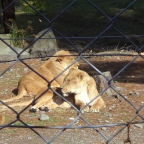 Bubbles Kitties Are So Nice