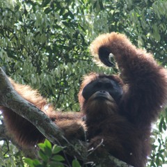 Tapanuli Orangutan Long Call