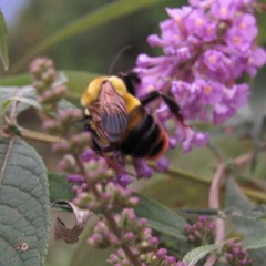 Elliott's Synergy (mix)