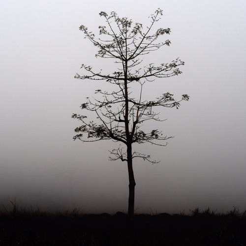 Lonely Tree