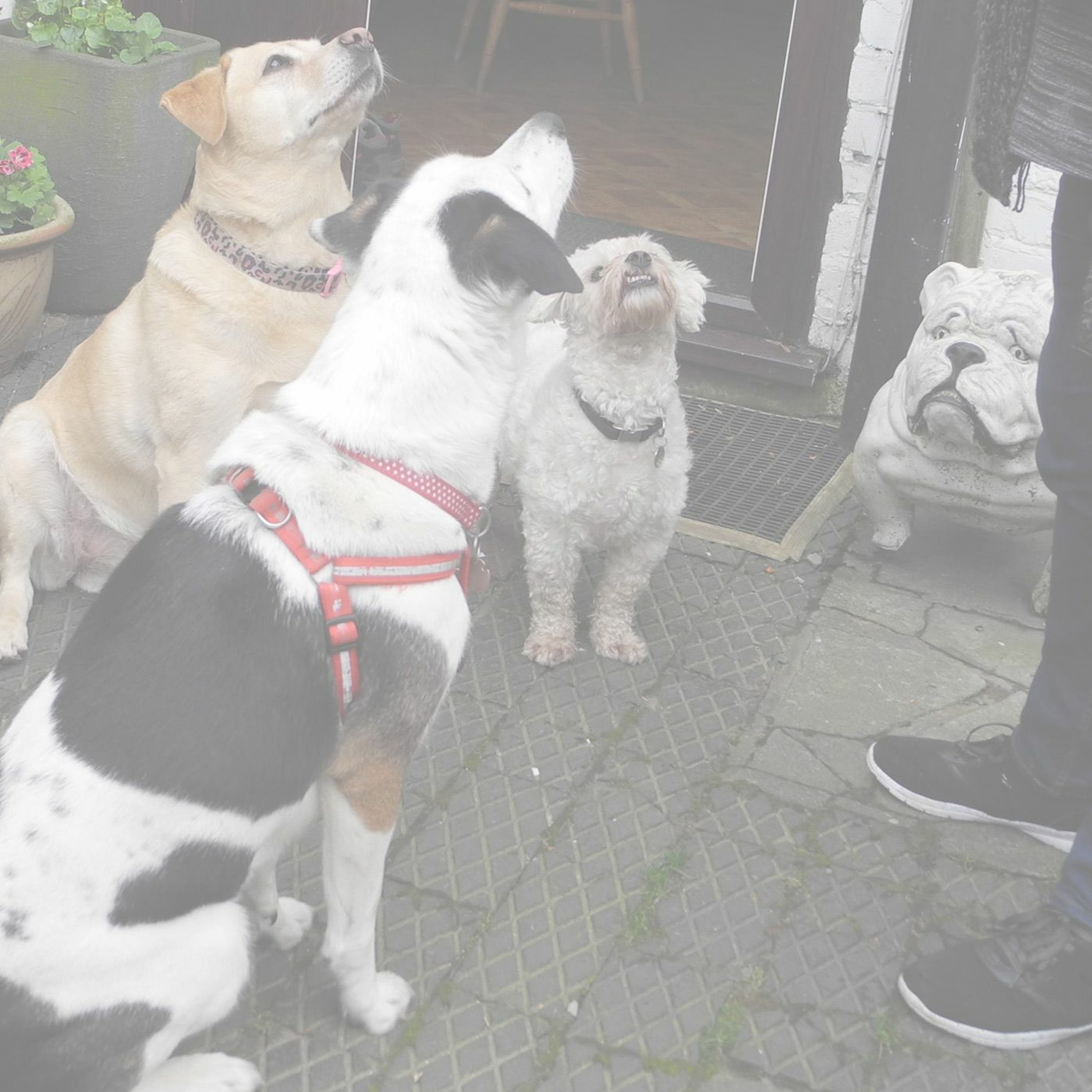 Program 07:  Dog walkers’ get-together